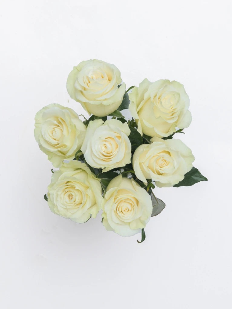 Pure Love White Roses