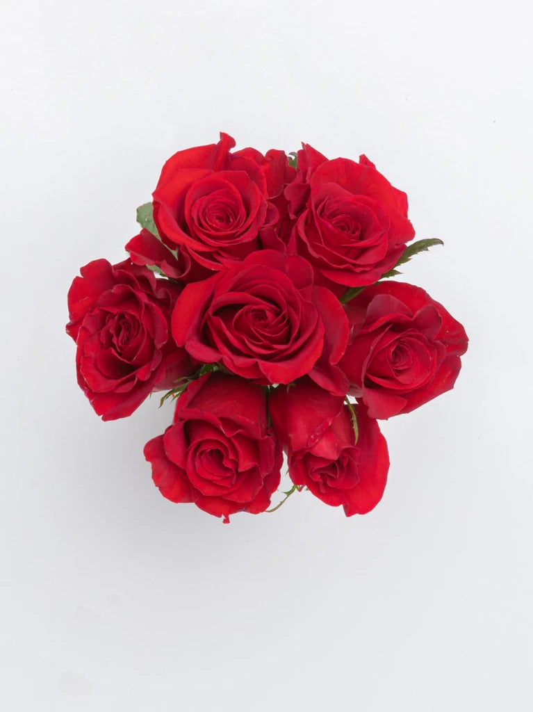 Affectionate Love Red Roses