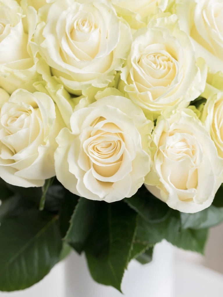 Pure Love White Roses