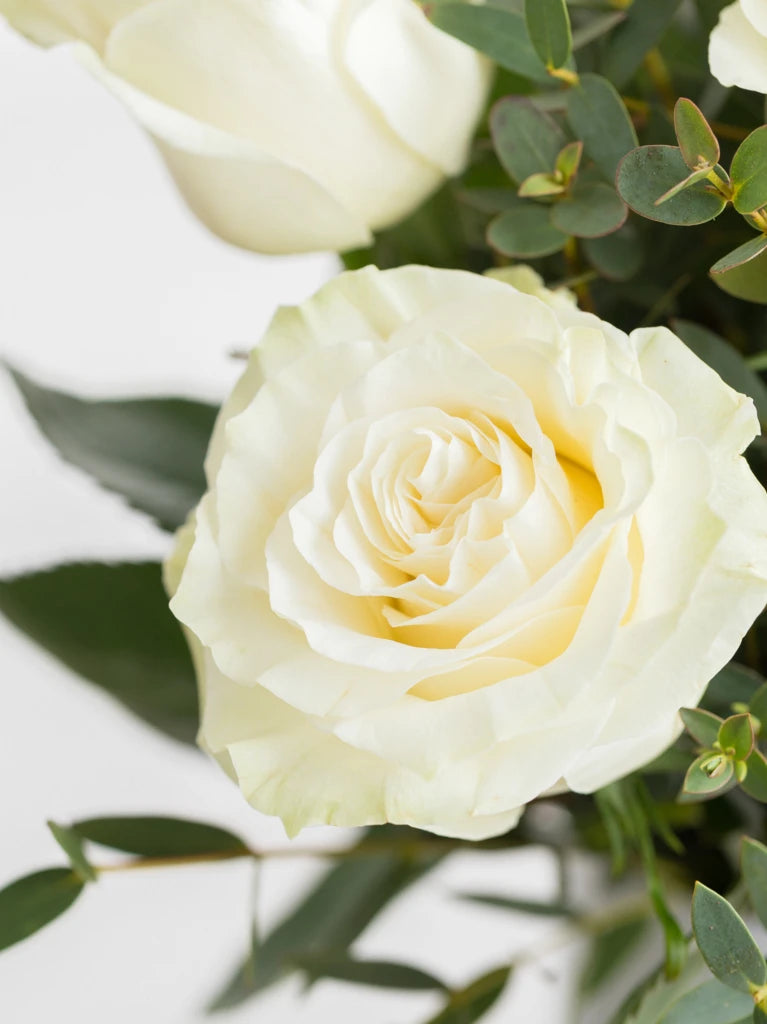 Pure Love White Roses